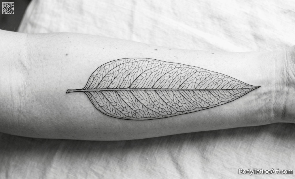 illustration Eucalyptus Leaf Tattoos